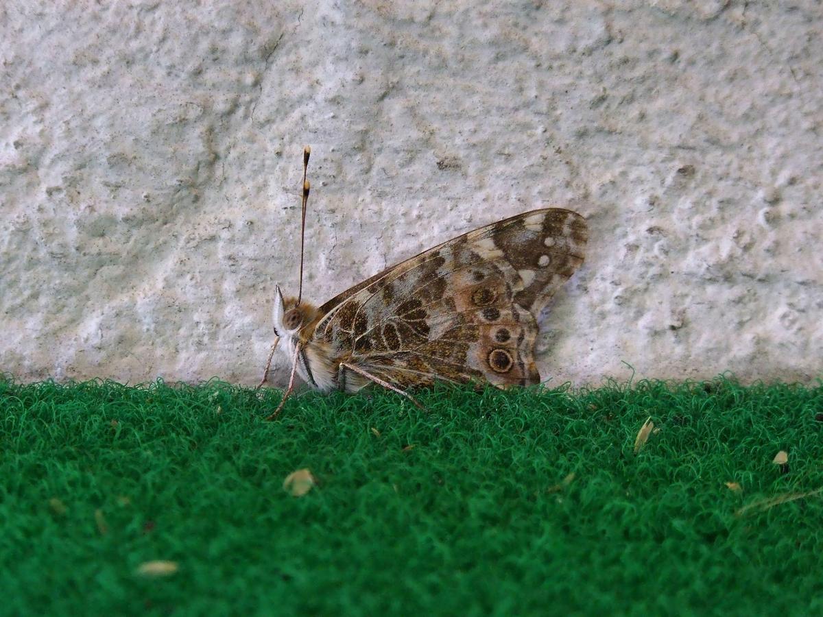 schmetterling25052013g4uld