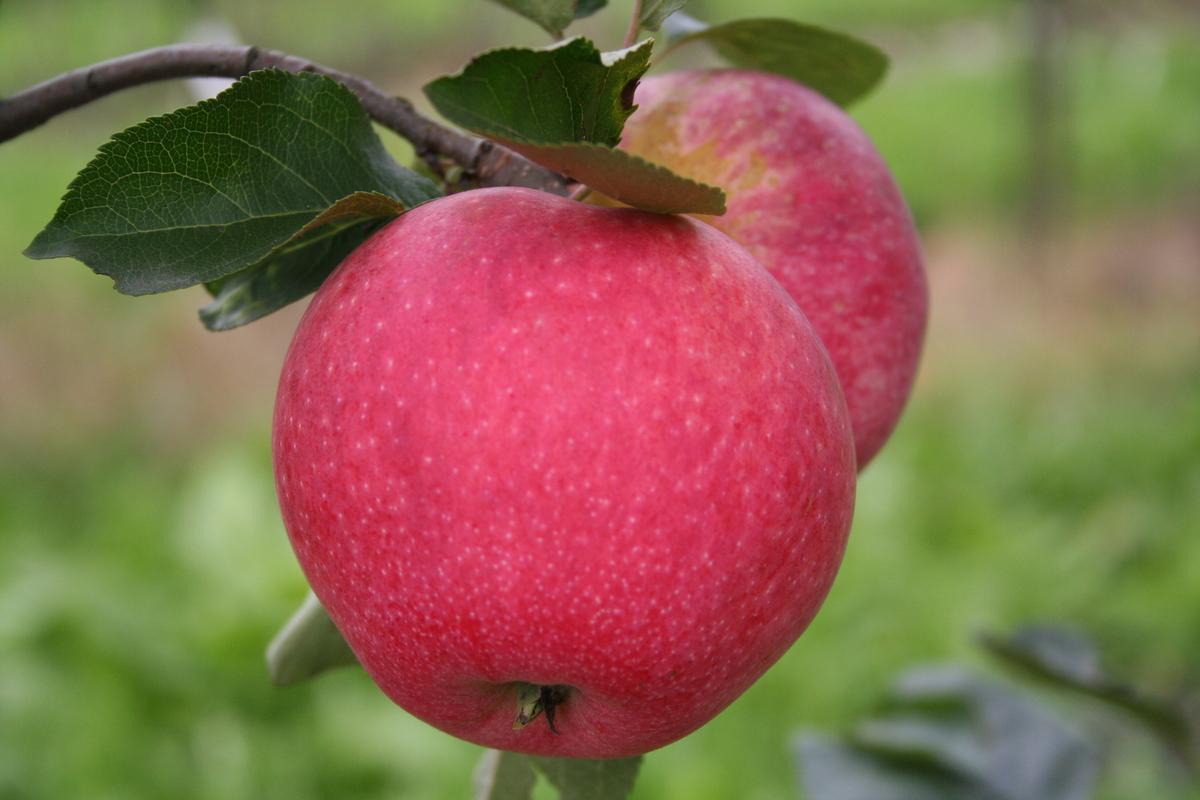 apfel-paradis-fantasia-kinder-lieben-kei