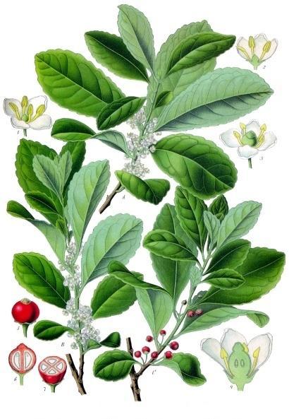 Ilex paraguariensis K C3 B6hler E2 80 93