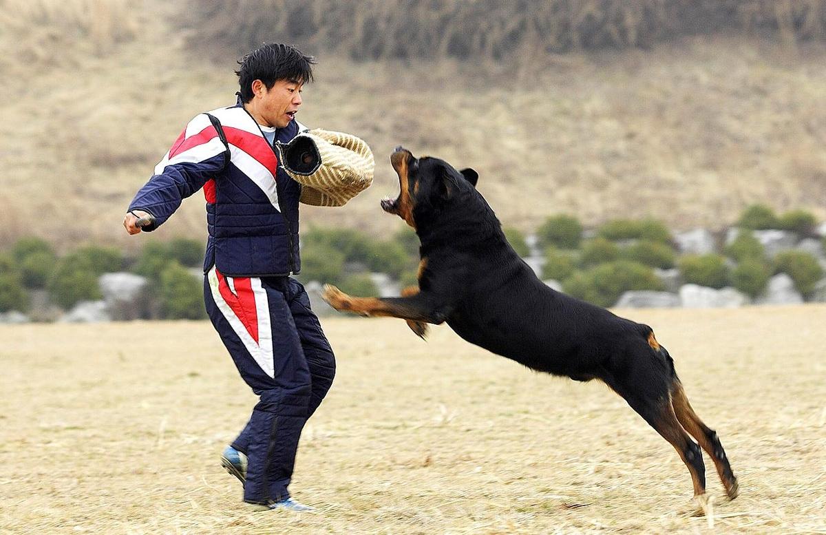 t7ba2ce Rottweiler-Dog-4