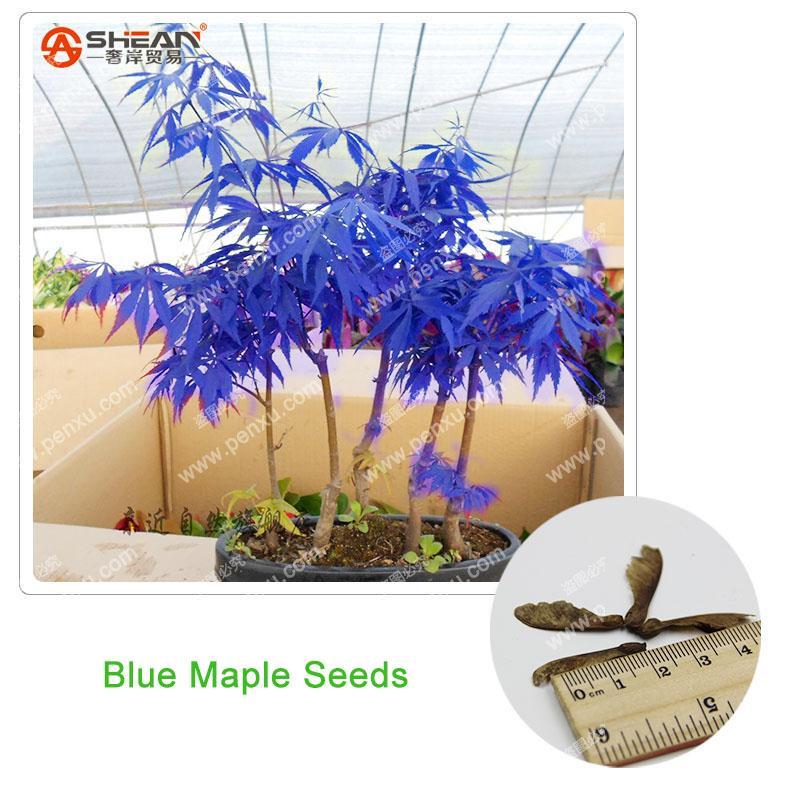 Seltene-Blau-Maple-Samen-Ahorn-Samen-Bon