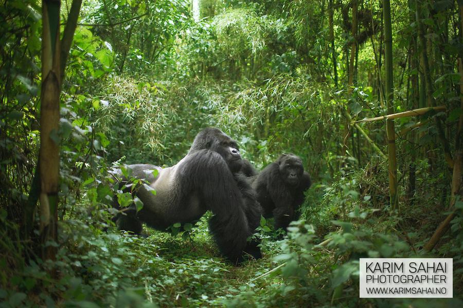 RWANDA-guhonda-gorilla-silverback-endang