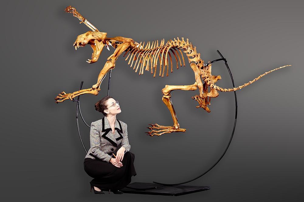 russian-cave-lion-skeleton