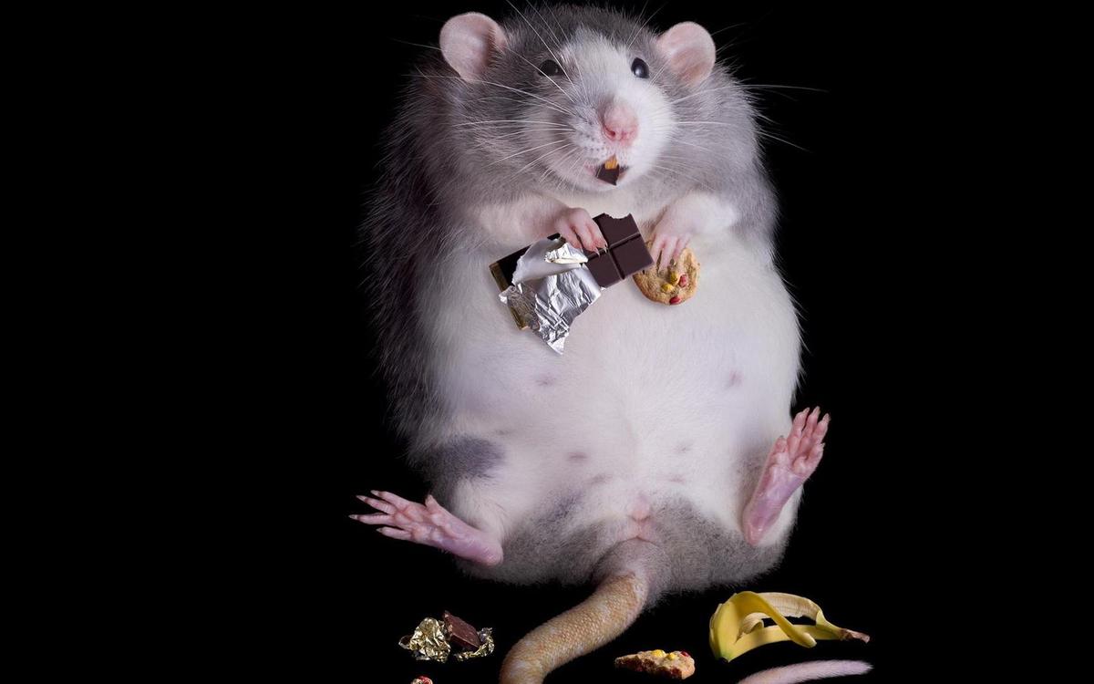 Fat-Rat