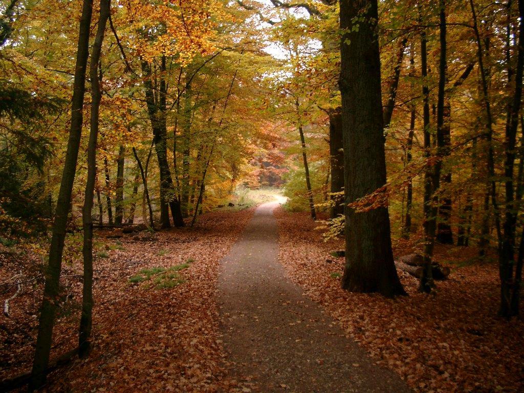 Herbst Wald 2