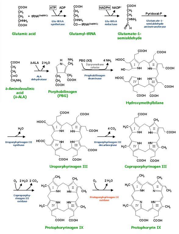 Protoporphyrinogen synthesis