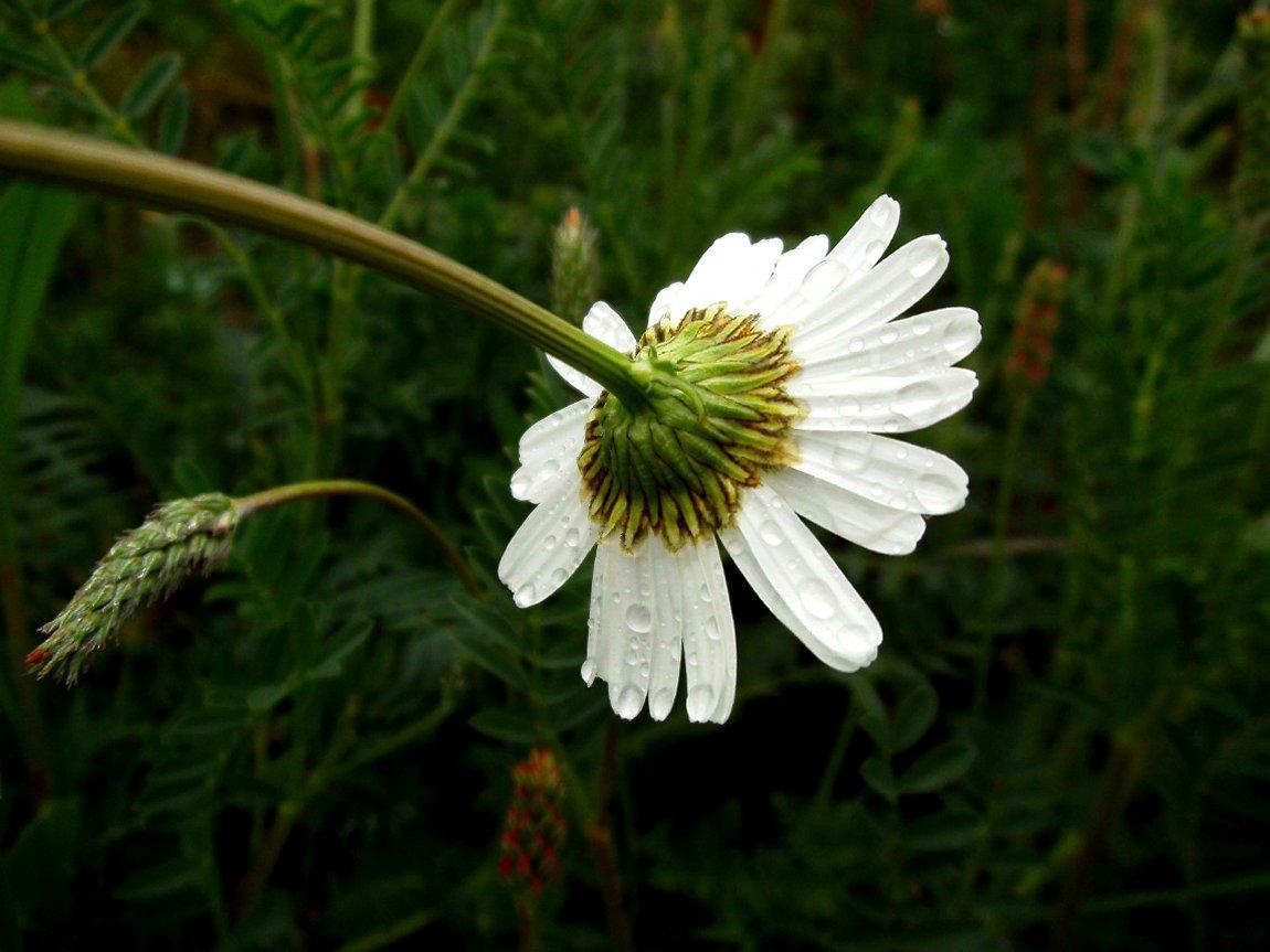 c48f72 Raindrops 104