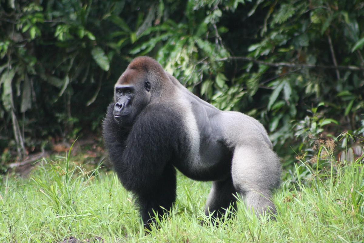 Western-Lowland-Gorilla