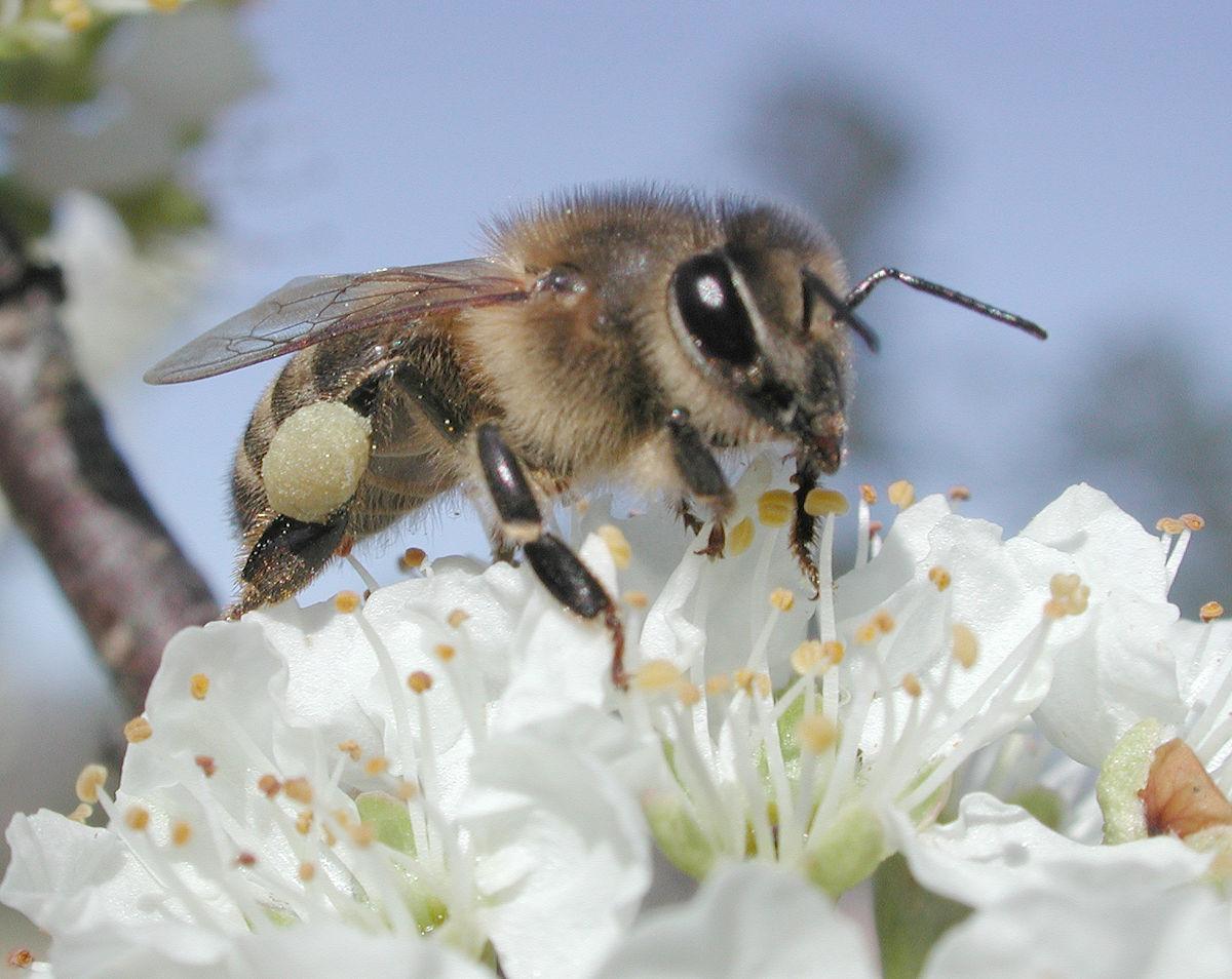 1200px-Plumpollen0060