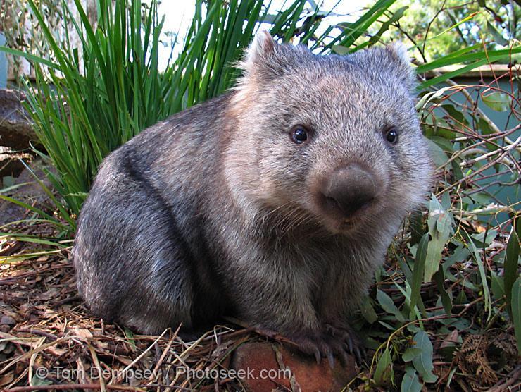 wombat