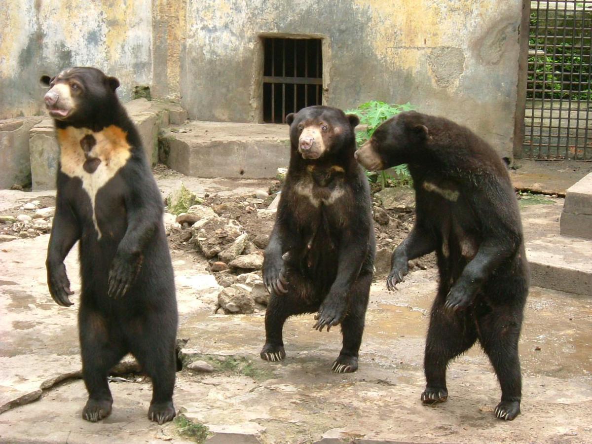 Sun bear medan old zoo