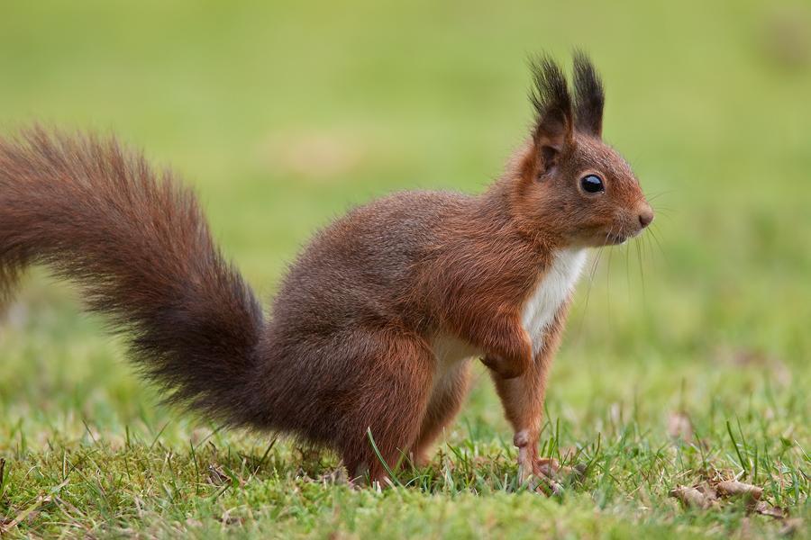 image Manfred Nieveler vulgaris sciurus 