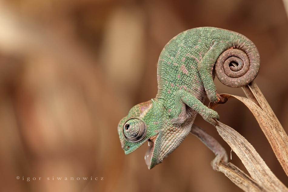 Macro-Photographs-of-Insects-by-Igor-Siw