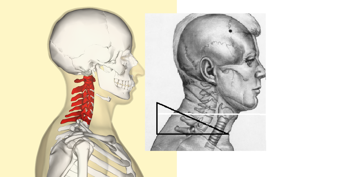 e91d18a328 Cervical vertebrae lateral2