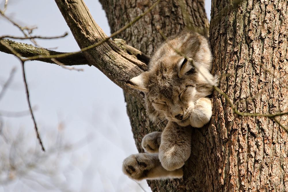 der-luchs-im-baum-57f69438-fac2-45f7-9f0