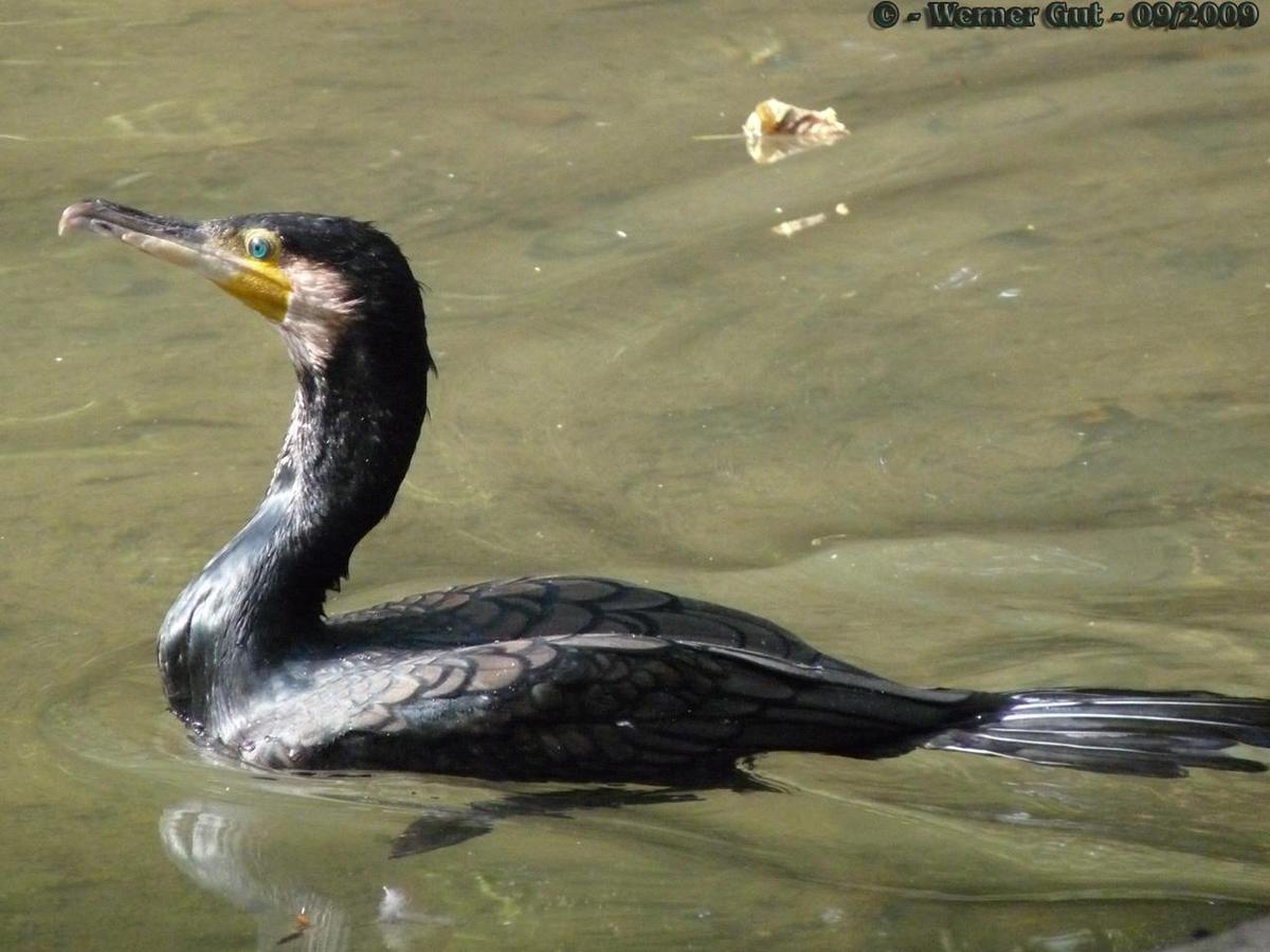 A090926-kormoran01