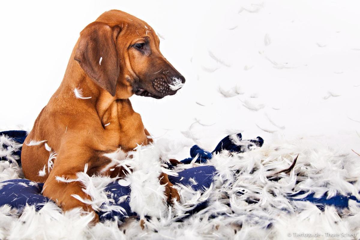 Tierfotograf Scheu Hundefoto Kissenschla