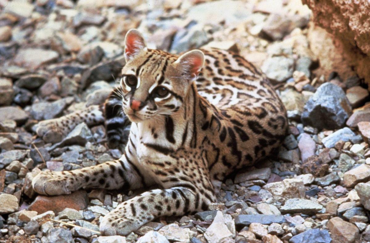 1920px-Ocelot