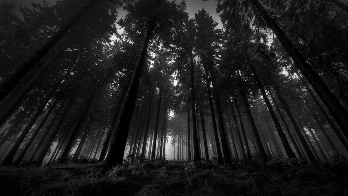 dark-forest-wallpaper-017