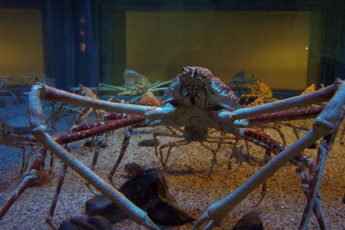 Spider crabs at the Kaiyukan Aquarium in