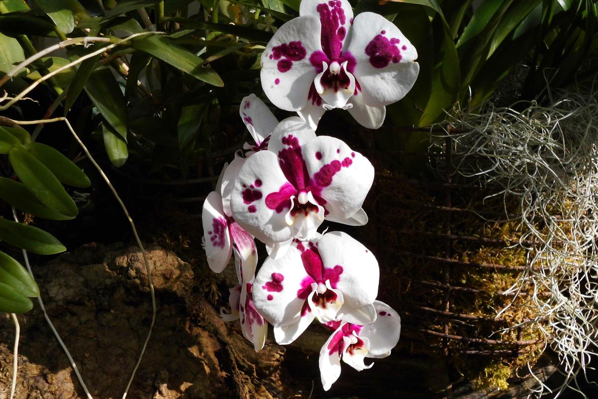 b31ae3 Orchidee