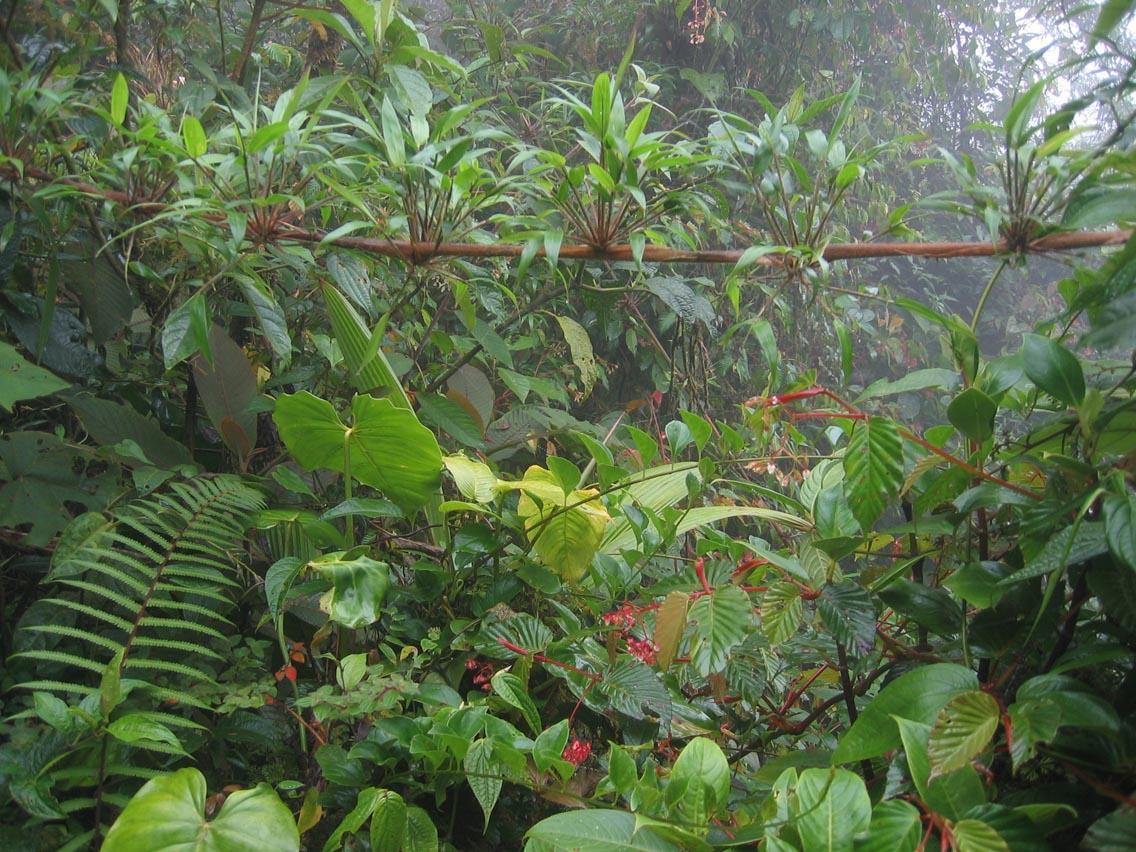 DirkvdM cloudforest jungle