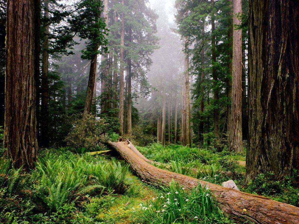 fallen-nurse-log-redwood-national-park-c