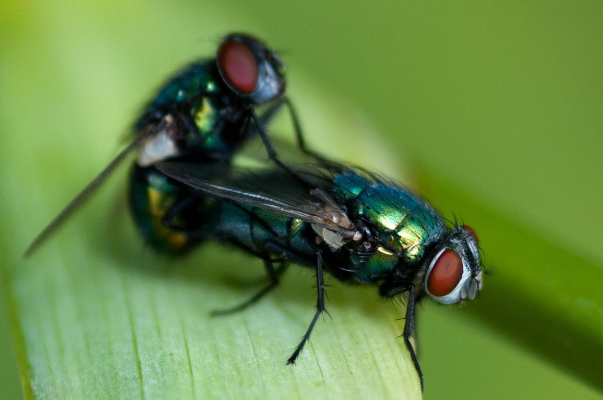 schmeissfliegen-bei-der-paarung-4849159b