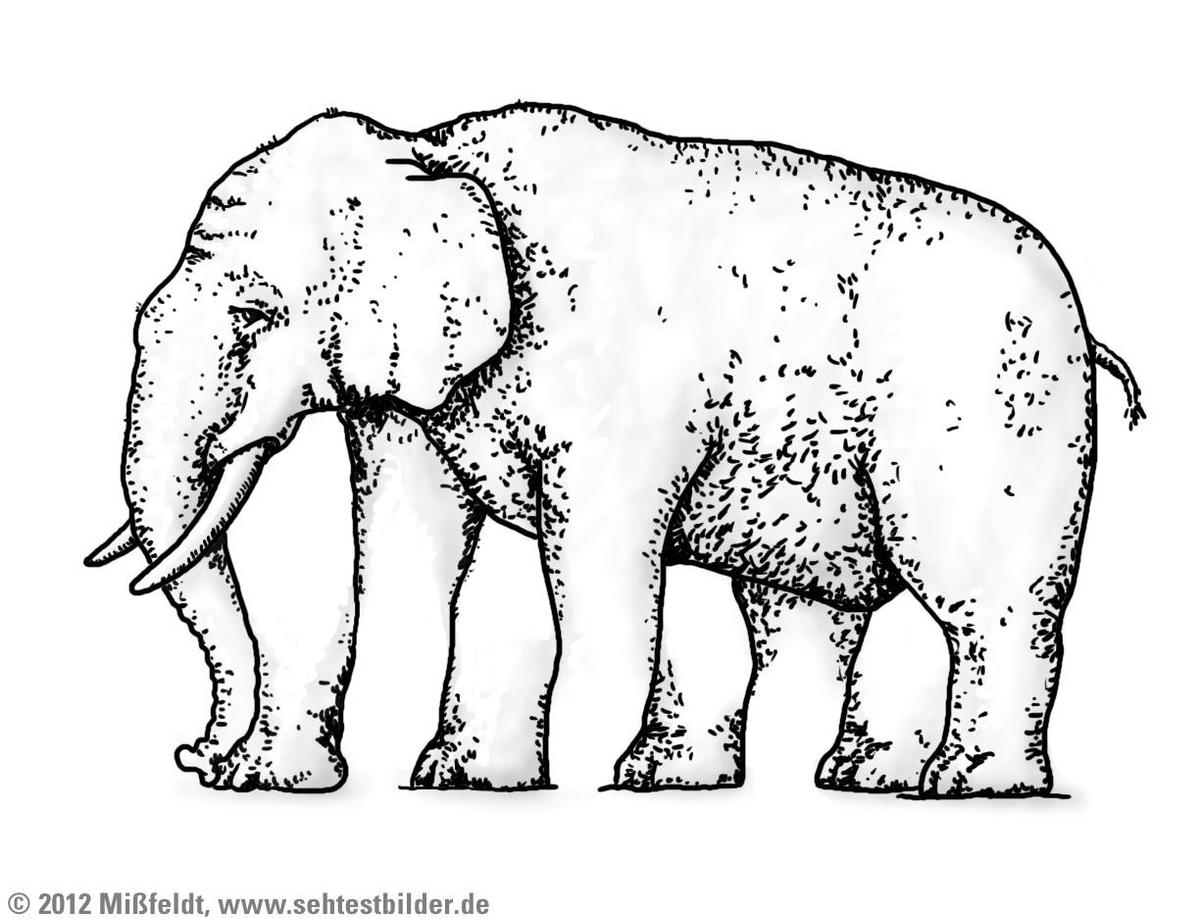 elefant-fuenf-beine