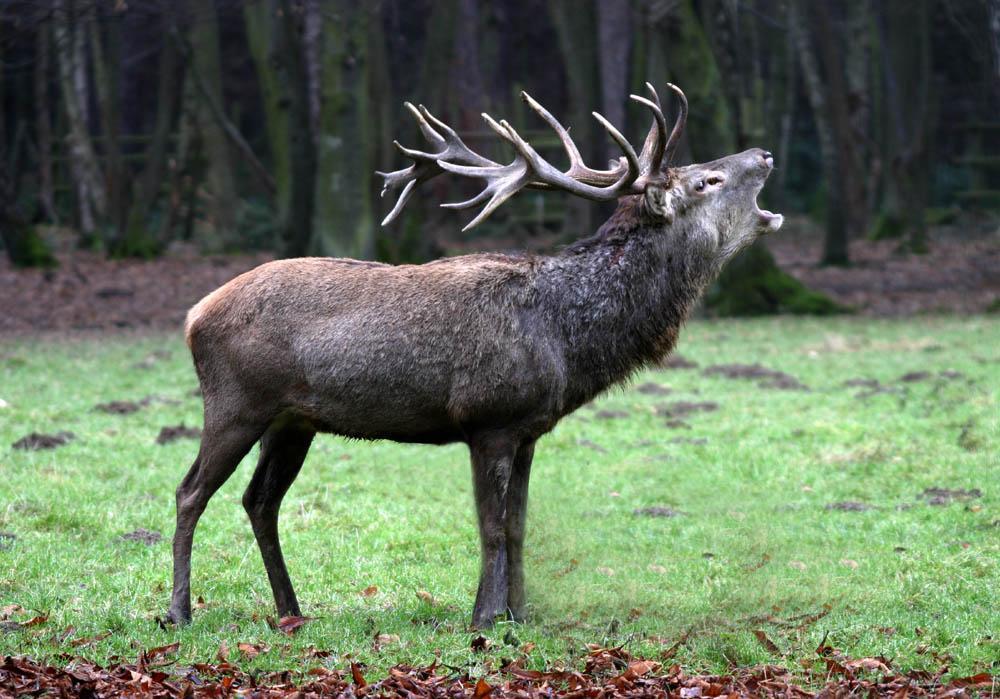 Hirsch sechzehnender natur