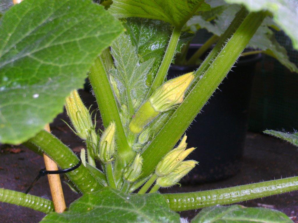 83d1b6 Gelbe Zucchini