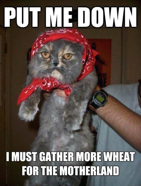 Funny-Russian-Cat-Meme
