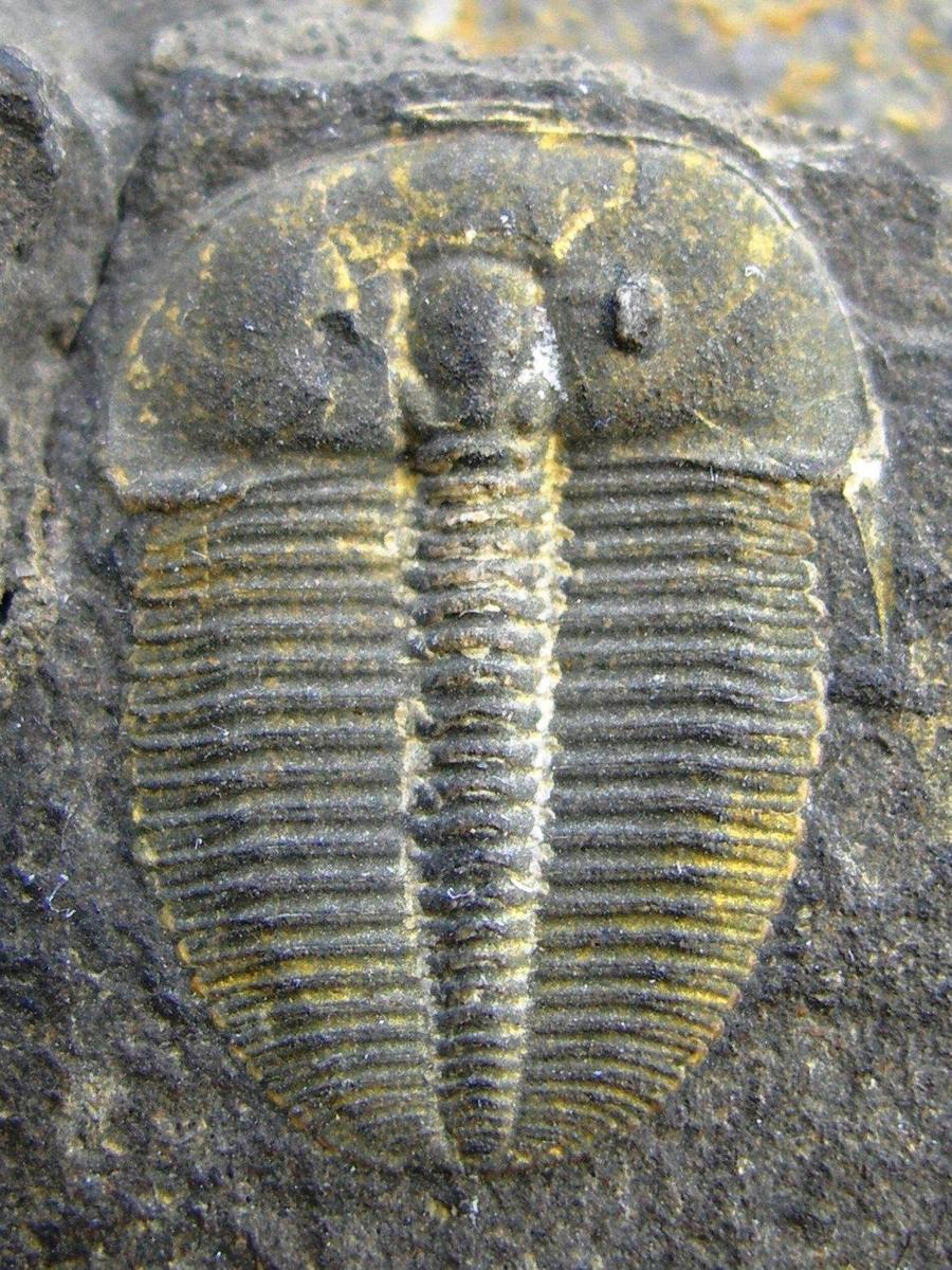 Trilobit-g