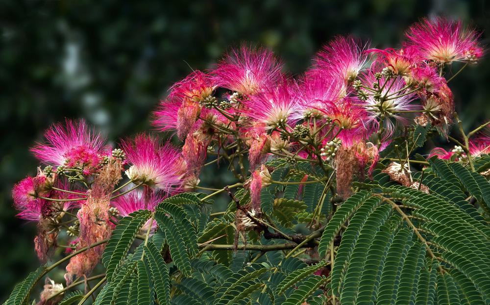 Albizia-julibrissin-Seidenbaum-a25643436