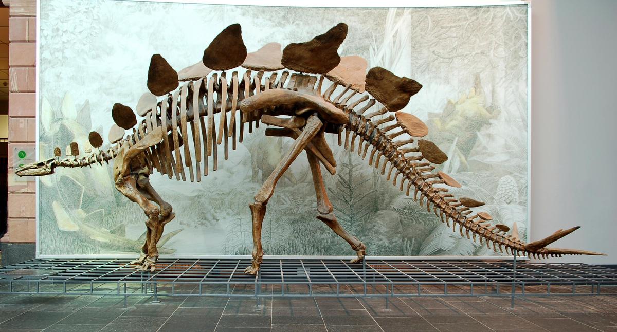 Stegosaurus Senckenberg