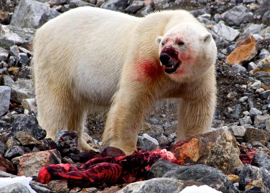 polar-bear-seal2