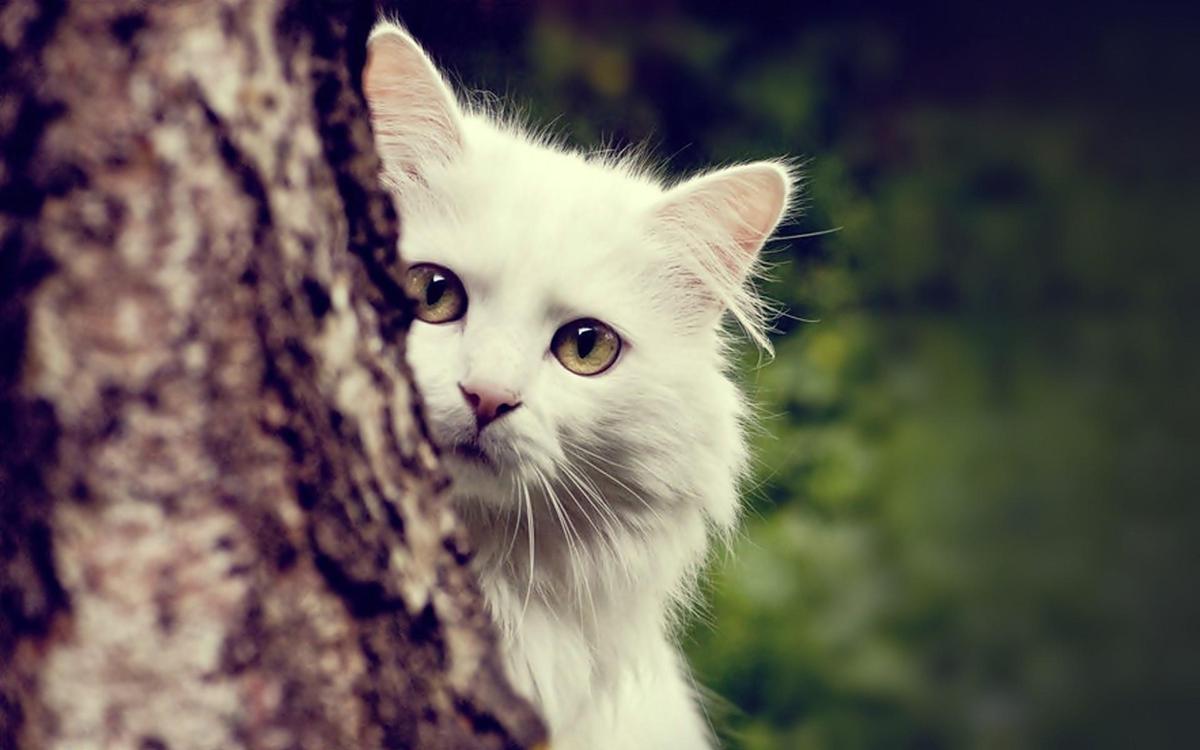 White-Cat