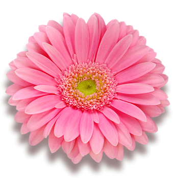 Blume-Gerbera