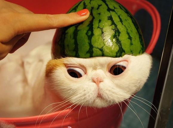 l-My-Watermelon-Hat