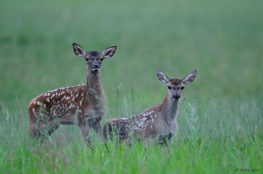 image Heiko Arjes zaun wild rotwildkalb 