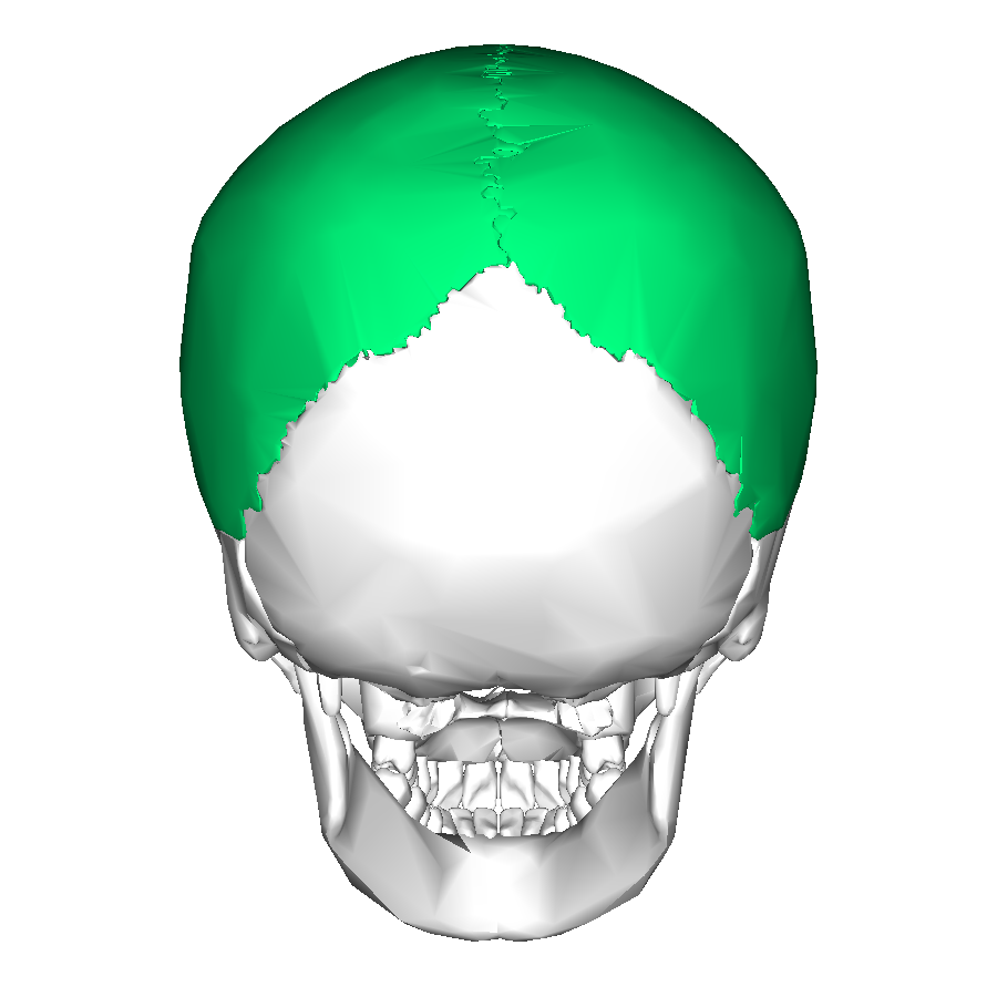 Parietal bone posterior