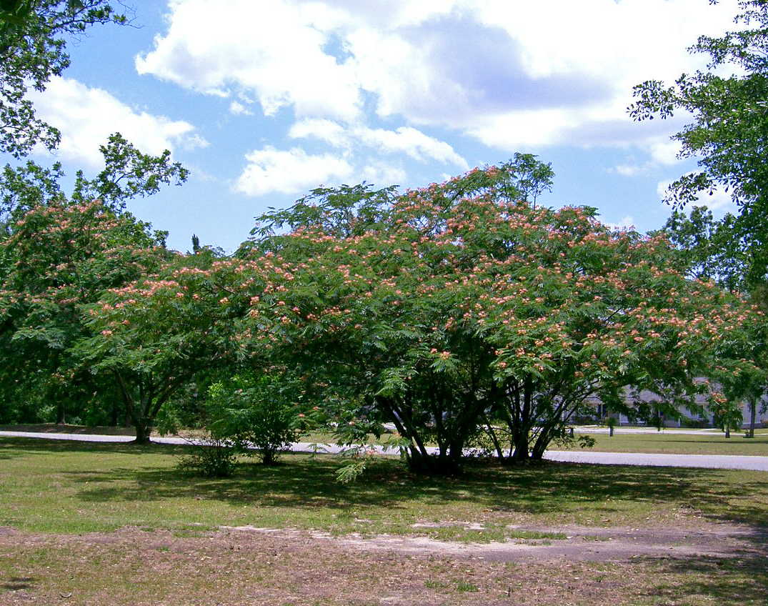 Mimosa-tree-Albizia-julibrissin