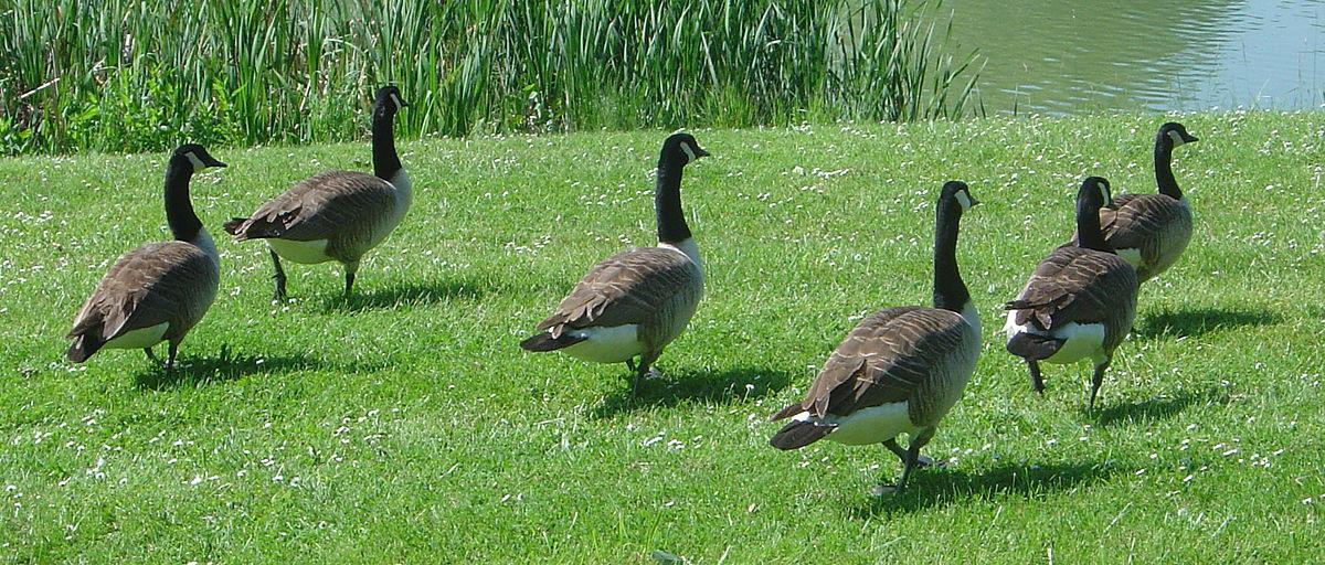 1200px Branta canadensis DSC03372