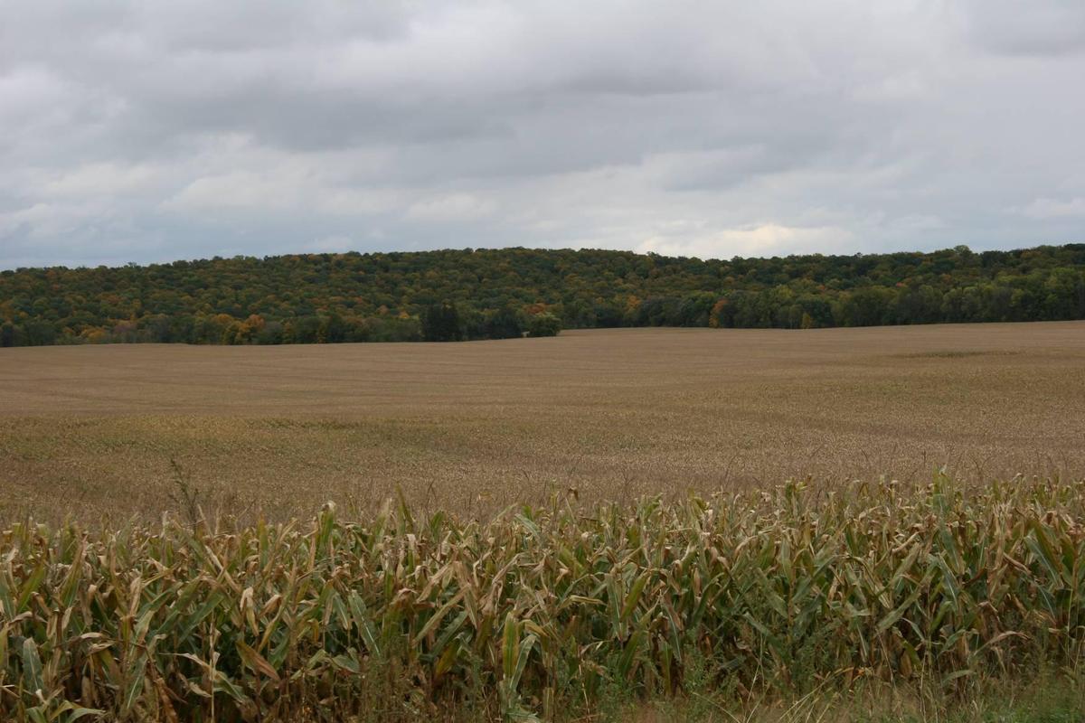 copy-of-cornfield