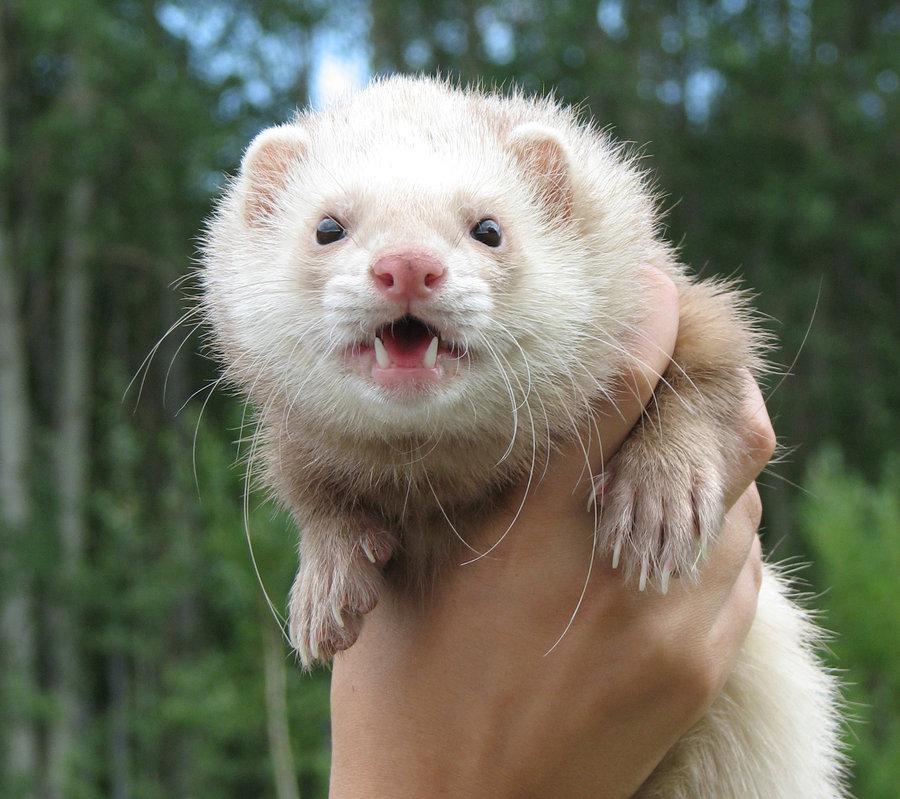 cute ferret is cute d by silentfly3-d5a5