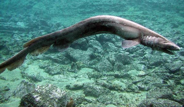 frilled-shark