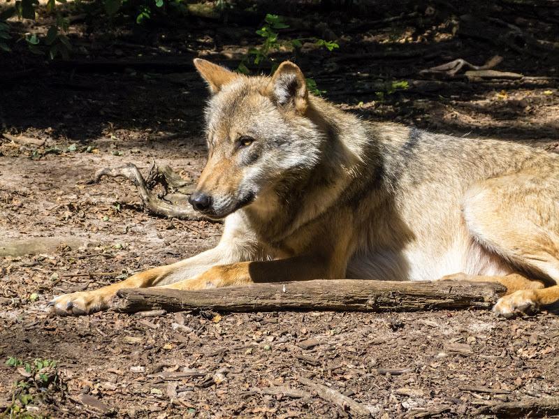 Wolfcenter12082012 1080938