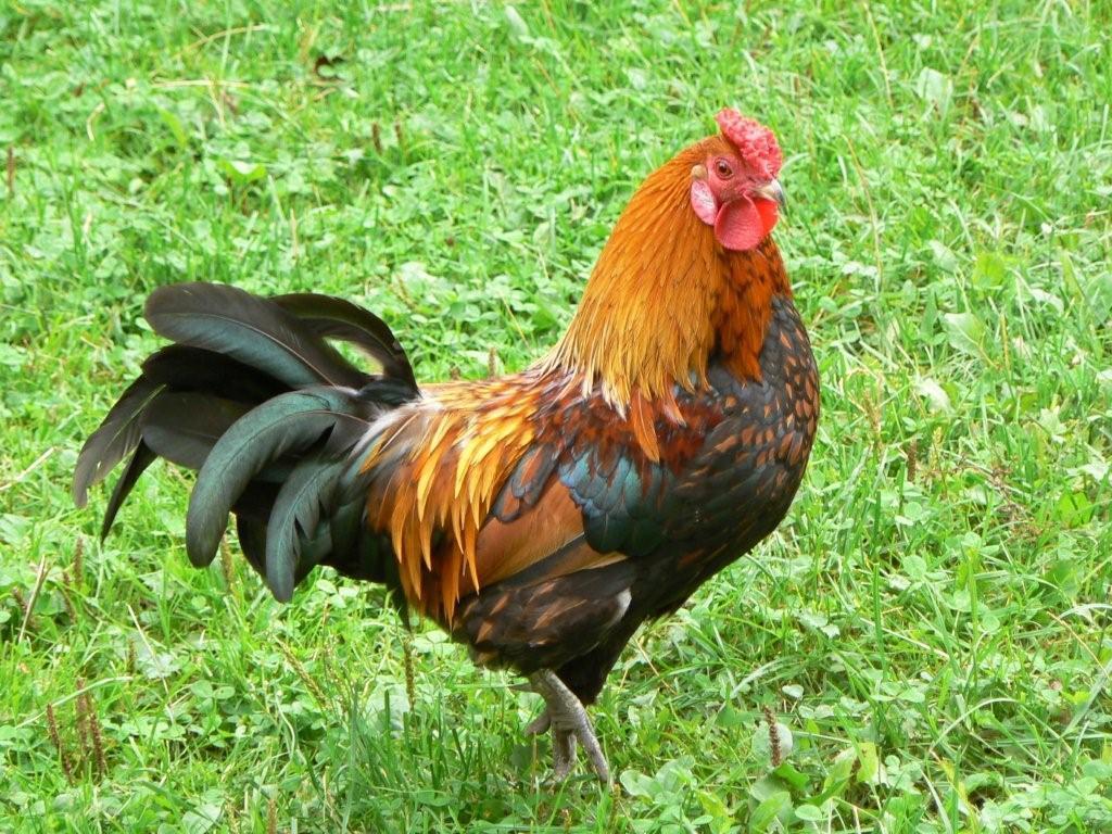 hahn gockel huhn kikeriki