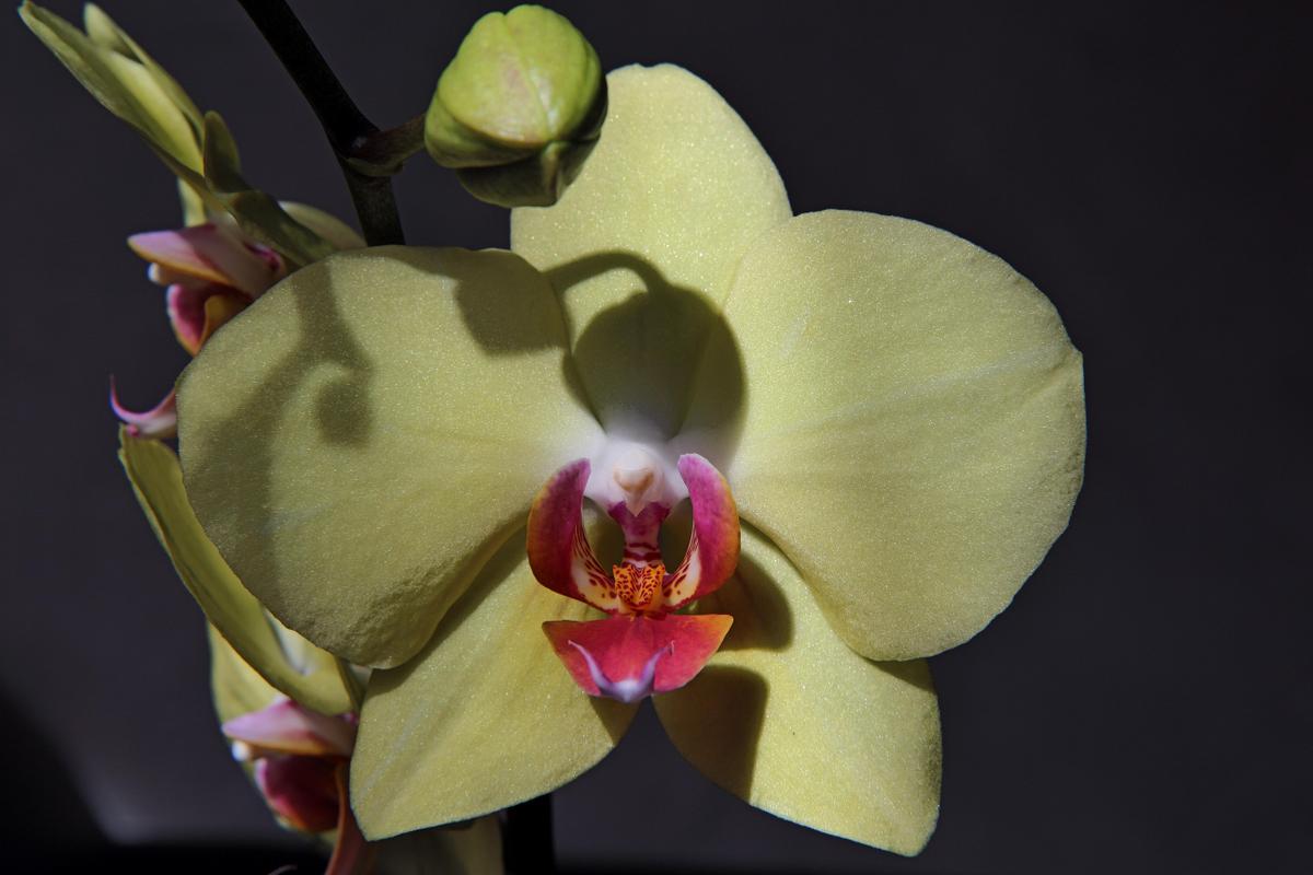 orchidee01112012c6qjqb