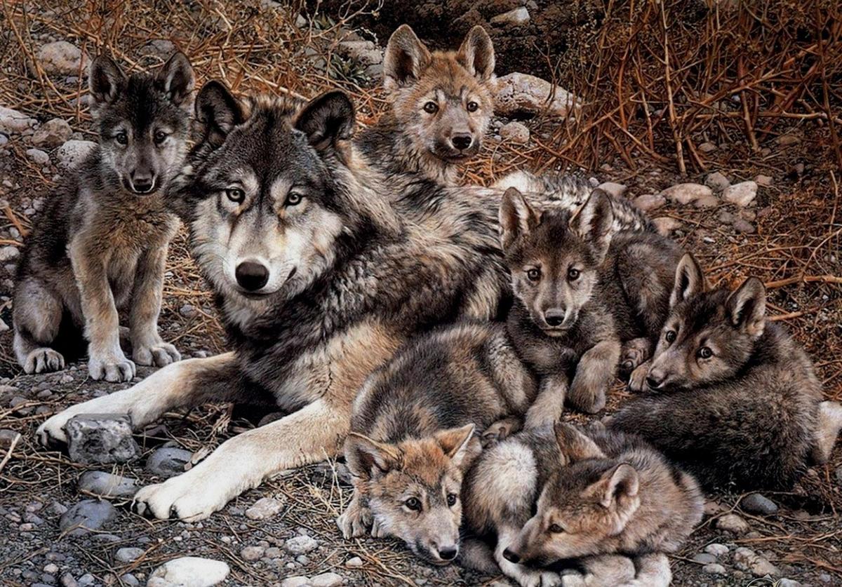 animals other wolf-family 69605
